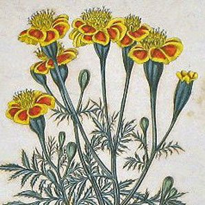 Yellow and Orange Marigold Botanical Framed Robert Sweet Art Print