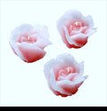 Q-12232357 Floating Rose Candles