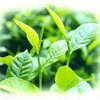 Green Tea Extract Polyphenols Instant Green Tea powder