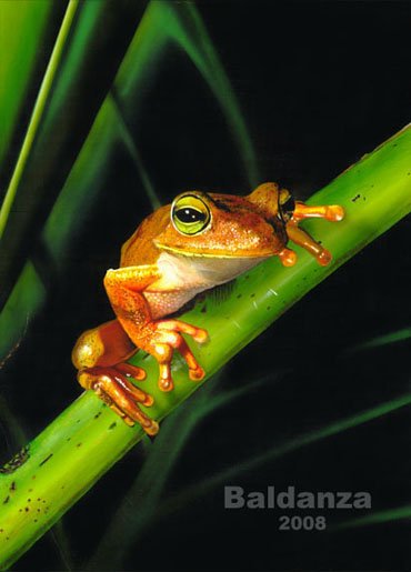 "A beautiful frog" - original acrylic painting