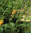 agrimony