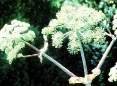 Angelica Root