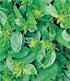basil