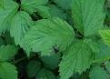 blackberry leaf