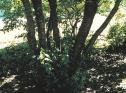 Buclkthorn Bark