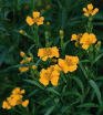 calendula (marigold)