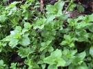 Chickweed cut