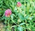 clover leaf