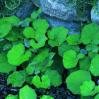 coltsfoot