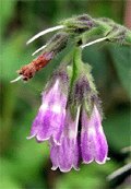 Comfrey