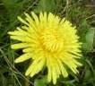 Dandelion Leaf