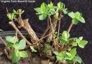 Devils Shoestring