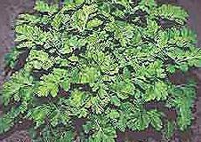 FEVERFEW