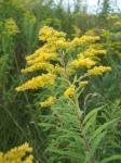 GOLDENROD