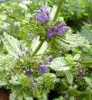 HOREHOUND