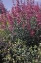 HYSSOP