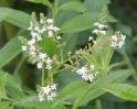 Lemon Verbena