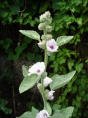 MARSHMALLOW ROOT (ALTHEA)