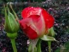Rose Buds & Petal