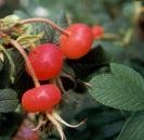 ROSE HIP