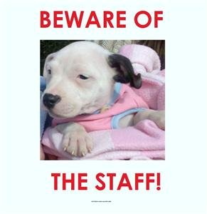CUTE STAFFORDSHIRE BULL TERRIER PUPPY WINDOW/DOOR SIGN