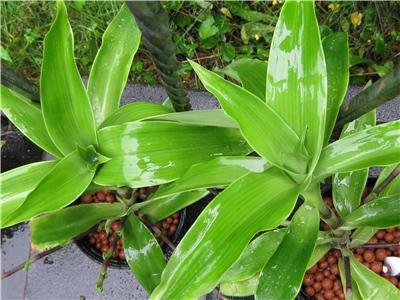 CALLISIA FRAGRANS FAMILY DOCTOR PLANT - ZOLOTOI YC