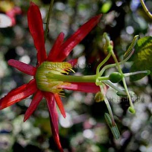 Passion Flower Vine on And Vines Seeds   Passiflora Passion Flower Passion Fruit Vine  3