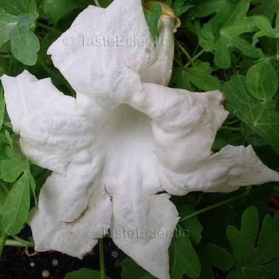 Radermachera sinica/Stereospermum sinicum 50 seeds CHINA DOLL Serpent EMERALD TREE SALE