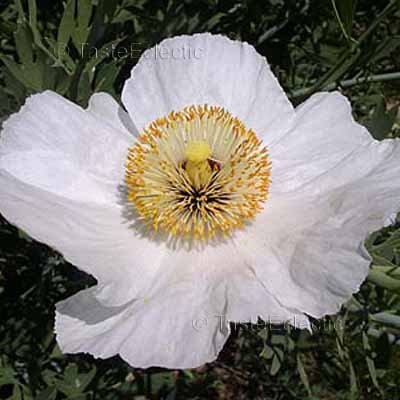 romneya coulteri 35 seeds ca tree fried egg matilija poppy rare sale romneya coulteri 35 seeds ca tree fried egg matilija poppy rare sale