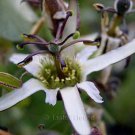 Passiflora bogotensis 5 seeds MUSHROOM BAT-LEAF V RARE COLOMBIA Passion Flower Vine Passiflora bogotensis 5 seeds MUSHROOM BAT-LEAF V RARE COLOMBIA Passion Flower Vine