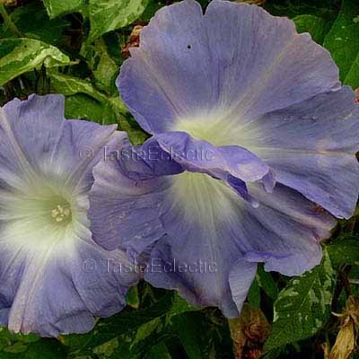 TAI AKI Purple HUGE RUFFLED BLOOM Japanese Morning Glory 5 Seeds RARE