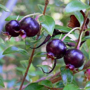 Black Guava