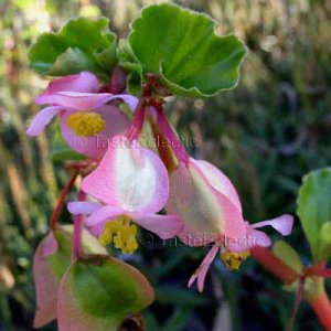 begonia cucullata