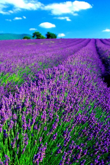 Bulgarian Lavender Top Grade Essential Oil Aromatherapy