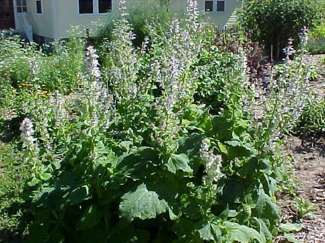 Clary Sage 100% Pure Grade Essential Oil Aromatherapy