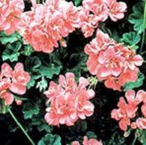 Rose Geranium Essential Oil 1/2 oz Aromatherapy