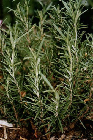 Spanish Rosemary 100% Essential Oil 1/2 oz Top Quality