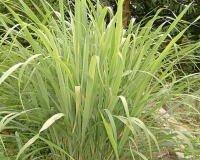 Lemongrass Pure Essential Oil 1/2 oz