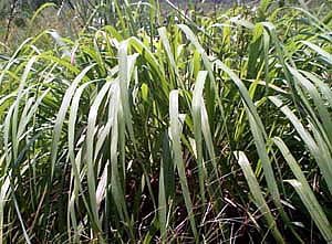 Citronella 100% Essential Oil *EARTHSONG* 1/2 oz