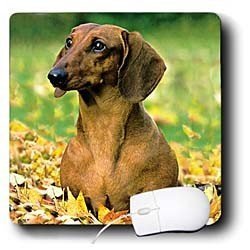 Dogs Dachshund - Smooth Dachshund - Mouse Pads