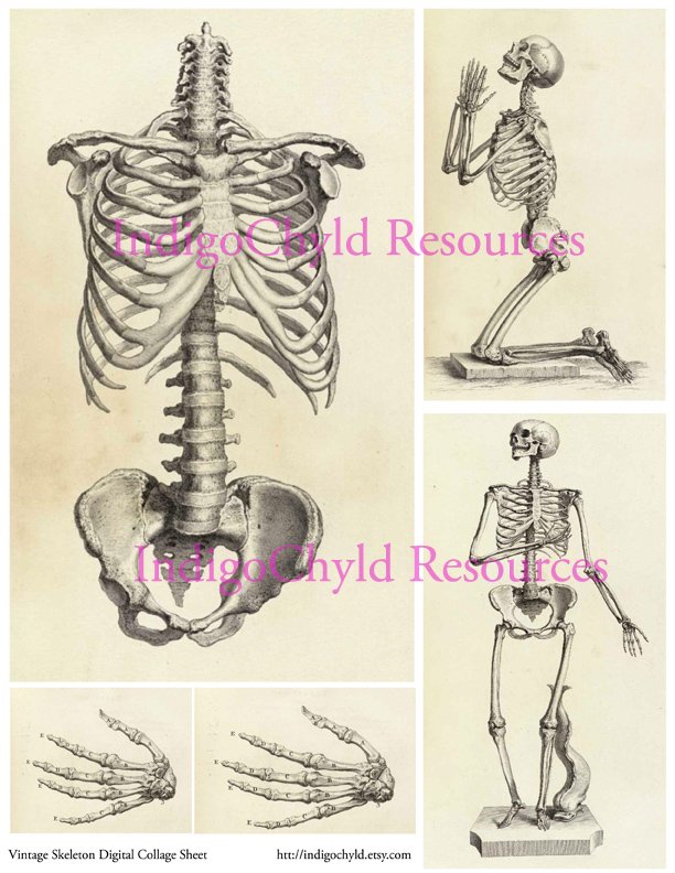 Vintage Skeleton Digital collage Sheet JPG