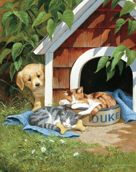 Cat Nap - 500 piece SunsOut puzzle - for Ages 12+
