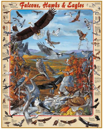 Falcons, Hawks & Eagles - 1,000 piece White Mountain puzzle - for Ages 12+