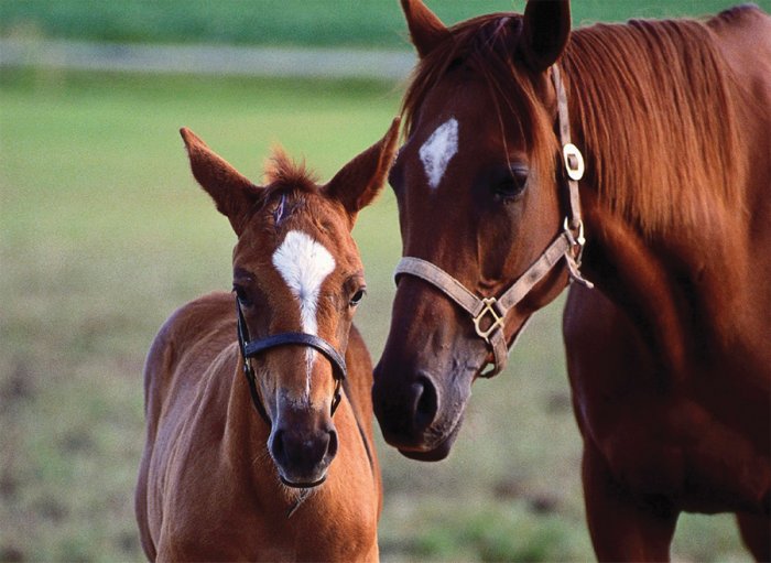 Mare & Foal - 60 piece Melissa & Doug jigsaw puzzle - for Ages 5+
