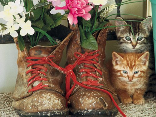 Puss 'N' Boots - 550 piece White Mountain puzzle - for Ages 12+