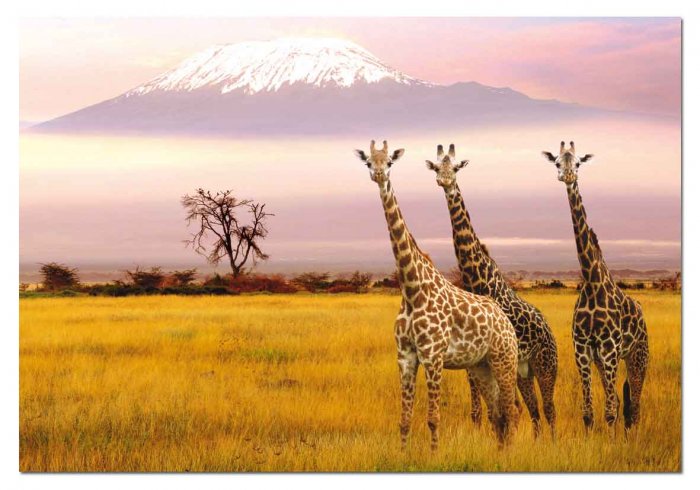 Amboseli National Park, Kenya - 1,000 piece Educa puzzle - for Ages 12+