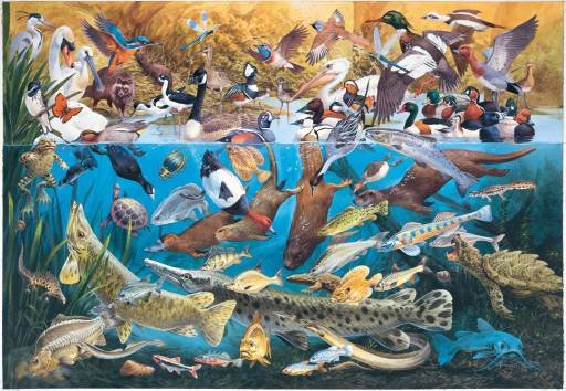 Cool Waters - 500 piece SunsOut puzzle - for Ages 12+