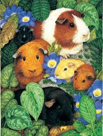 Guinea Pigs - 100 piece SunsOut puzzle - for Ages 6+