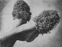 Poodle Scuffs Pattern