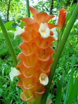 CURCUMA ROSCOEANA / PRIDE OF BURMA GINGER FLOWER 5 SEEDS